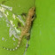 Mediterranean Gecko