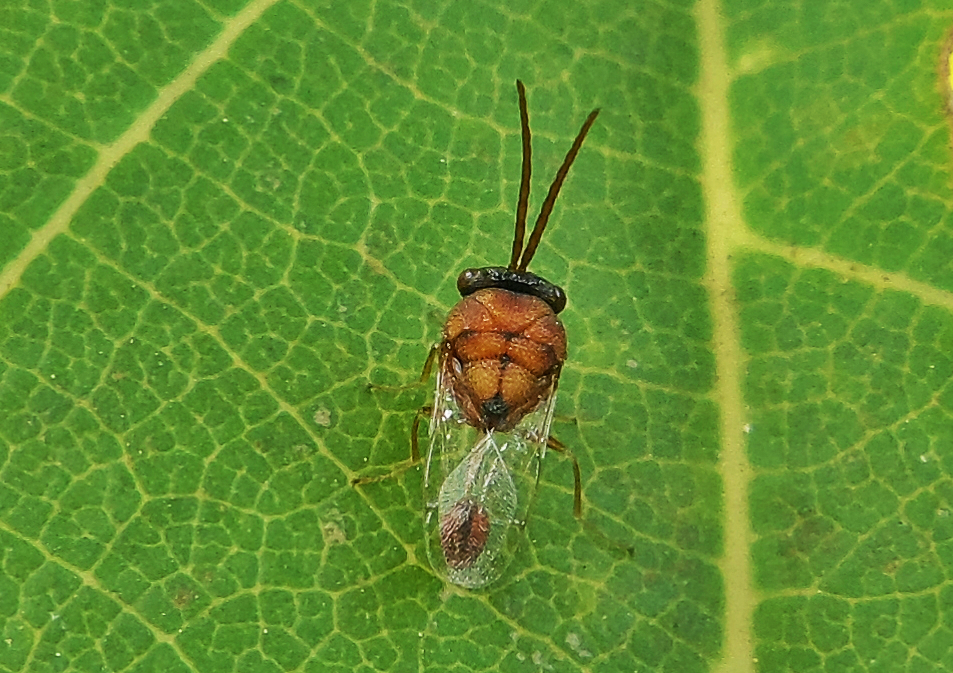Parasitoid wasp ant