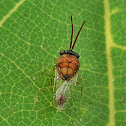 Parasitoid wasp ant