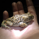 Natterjack toad / Sapo corredor