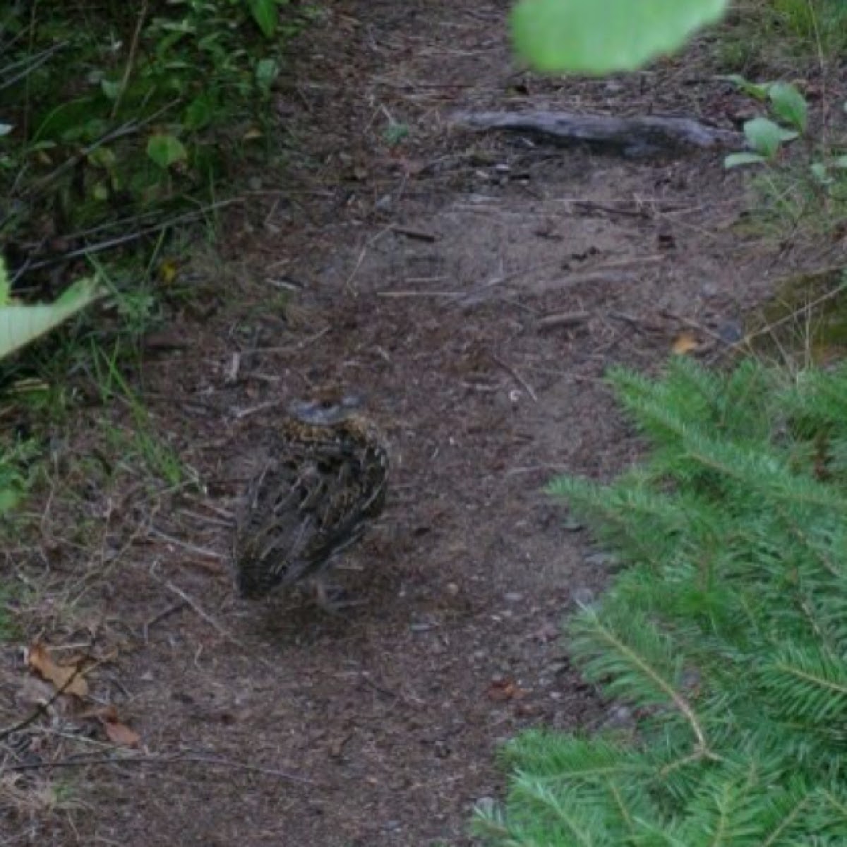 Northern bobwhite quail