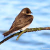 Northern rough-winged swallow