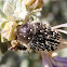 Escarabajo del sudario, White-spotted Rose Beetle