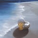 Shell On Beach At Moonlight