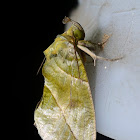 Fruit piercing moth - male