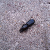 Predaceous ground beetle