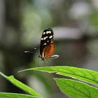 Polymnia Tigerwing