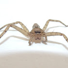 Huntsman spider