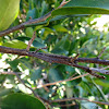 Lagarta camuflada - Camouflaged caterpillar