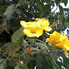 Yellow Trumpetbush