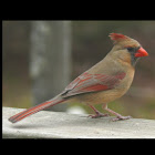 Cardinal