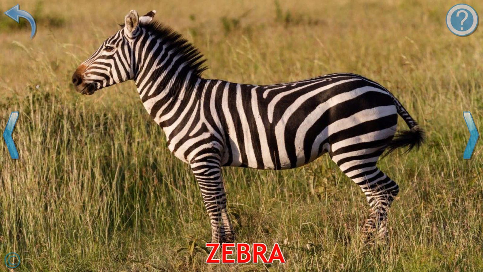 Animals for Kids, Earth Animal Sounds Android