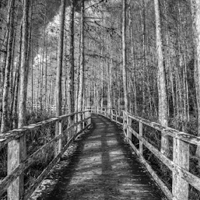 Corkscrew Path by Larry Glick - Black & White Landscapes