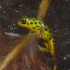 Poison Dart Frog