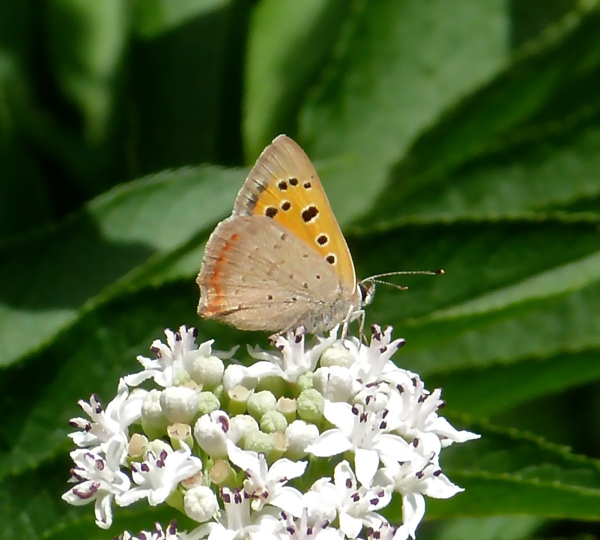 Common Copper