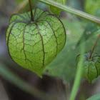 Chinese Lantern