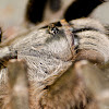 Horned Baboon Tarantula