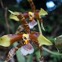 Orquidea Rossioglossum grande