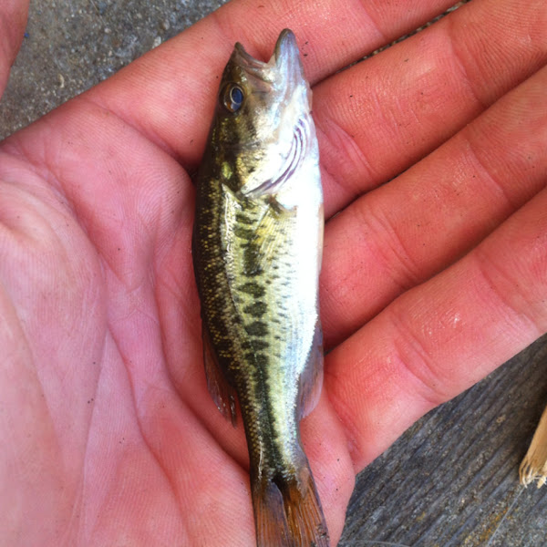 Largemouth Bass (Juvenile) Project Noah