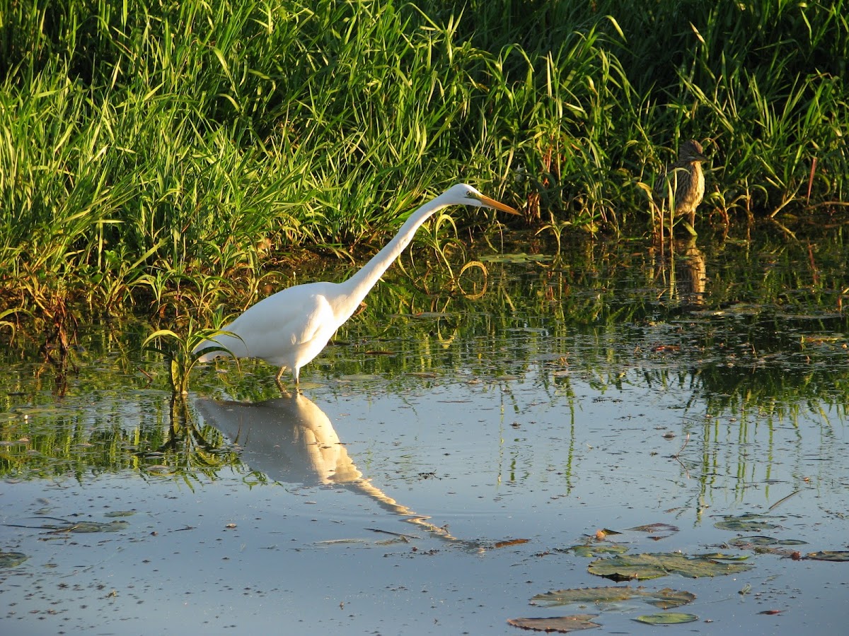 Great Egret