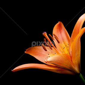 Orange Lilium by David Millard - Flowers Single Flower