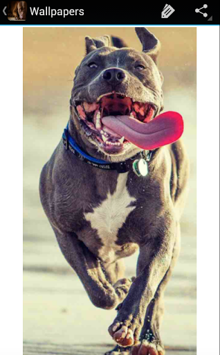 【免費個人化App】Free Pitbull Wallpaper-APP點子