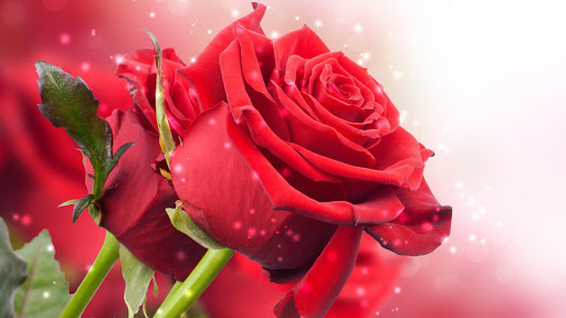 免費下載個人化APP|Red Rose Live Wallpaper app開箱文|APP開箱王