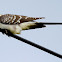 Cuco-rabilongo...Great Spotted Cuckoo