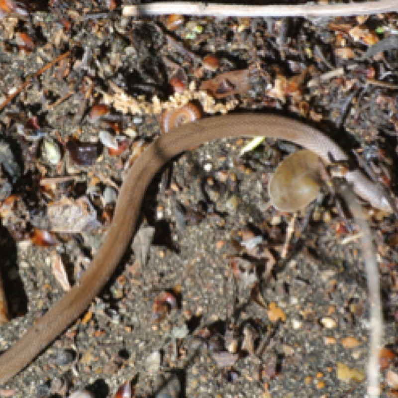 Flat-headed Snake
