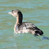 Pied-billed Grebe