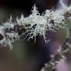 lichen (old man's beard)