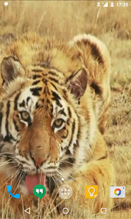 How to mod Tiger Live Wallpaper 2.0 unlimited apk for bluestacks