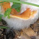 Fungus on mushroom