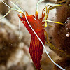 Red striped cleaner shrimp