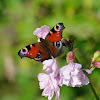 European Peacock