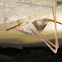 Common Cave Cricket, female