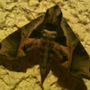 Pandora sphinx moth