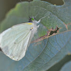 Mountain White Butterfly