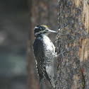 American Three-toed Woodpecker