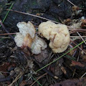 collybia jelly mushroom