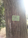 Japanischer Schnurbaum 
