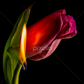 by Rob Casey - Flowers Single Flower