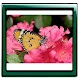 Flowers All Photo Gallery