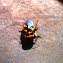 Harlequin bug