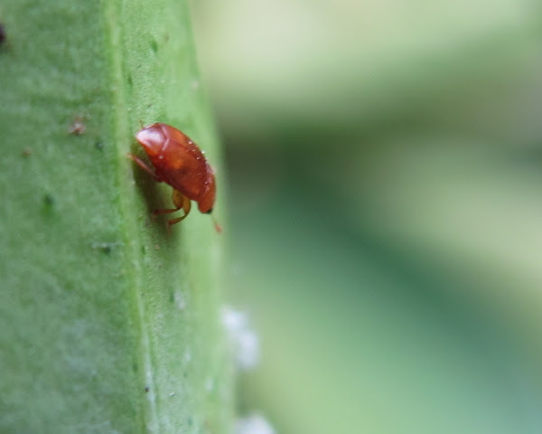 Sap-feeding Beetle | Project Noah