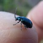 Grapevine beetle. Escarabajo de la vid