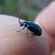 Grapevine beetle. Escarabajo de la vid
