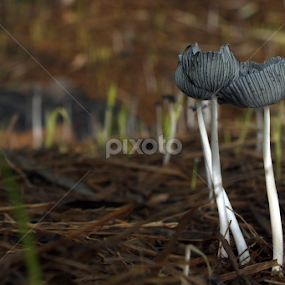 untitle by Munif Rifa'i - Nature Up Close Mushrooms & Fungi