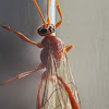 Short-tailed Ichneumon Wasp