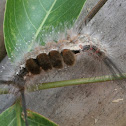fir tussock moth